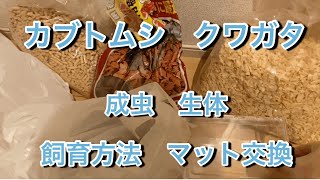 【簡単飼育方法】カブトムシやクワガタの成虫生体　マット交換方法【清潔】