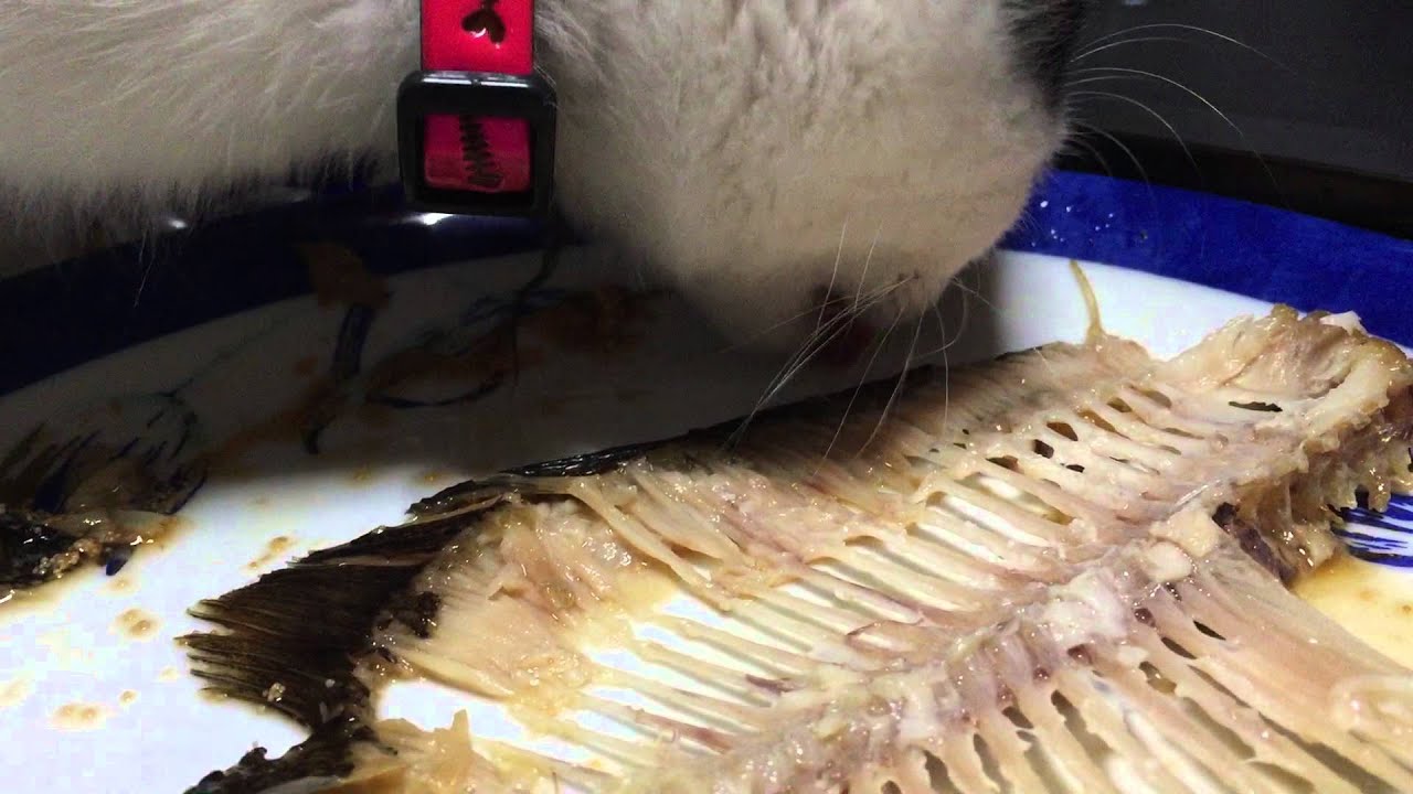 Cat Eat Fish Bone YouTube cat-eat-fish-bone-youtube