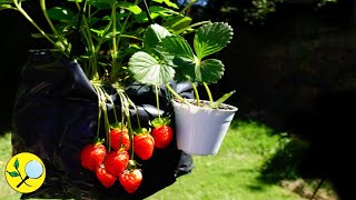 Fresas  Frutillas SIN semillas por Estolones  Enraizar estolones