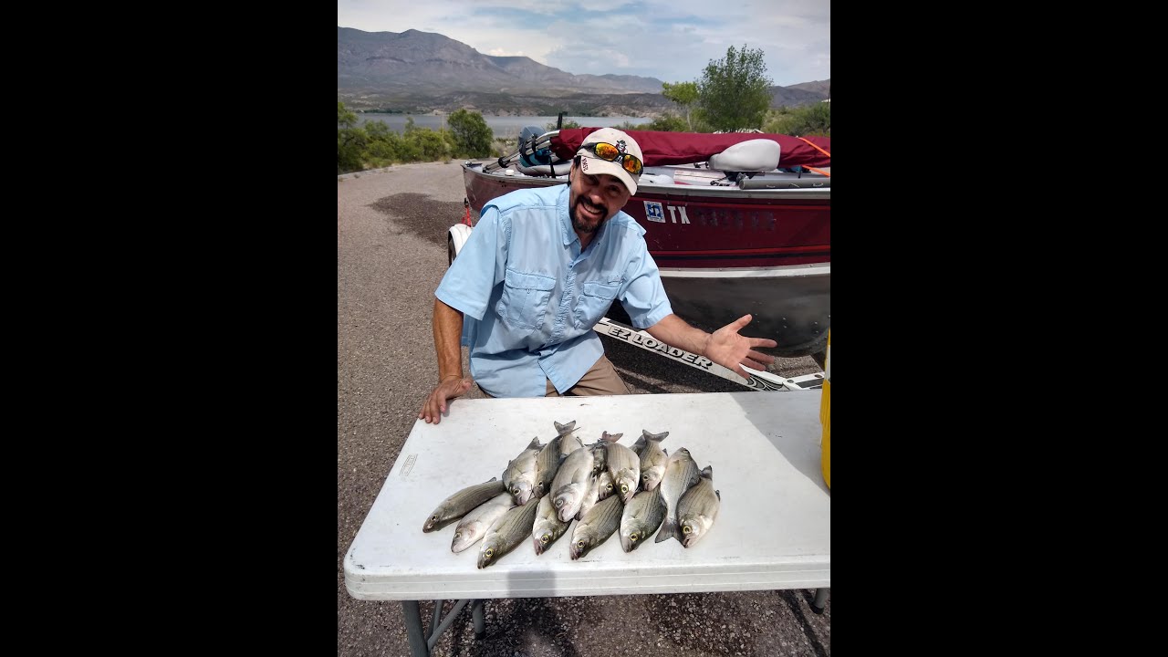 Loading the boat with Walleye and White Bass at Caballo Lake, NM