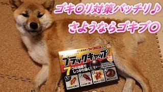 ゴキブリ対策はこれでバッチリ完璧 柴犬まる子 #ブラックキャップ #ゴキブリ #しばいぬ #柴犬 #犬のいる生活