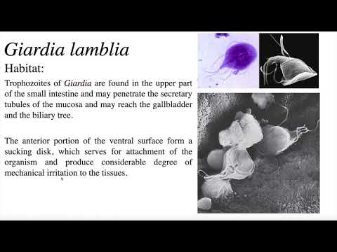 Giardia Lamblia / duodenalis or intestinalis | الجيارديا لامبليا