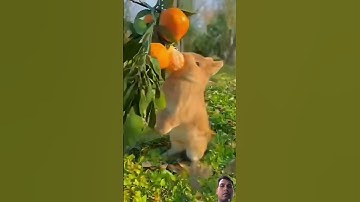 #egzonibrahimi #سورة_الإخلاص #ikhlas #nature #islamicprayer #animals #animallife #funny #funnyanimal