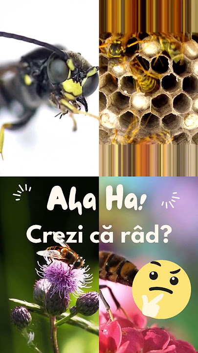 știai ce este Ahaha? #shorts #wasp #ahaha  #romania #facts #biology #curious