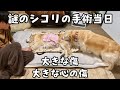【あーちゃんのシコリ】手術当日。術後の連絡が遅くて凄く不安になりこちらから電話をかけました　ゴールデンレトリバー