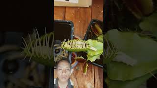 Huge venus flytrap gets well fed #shorts