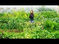 July Vegetable Garden Tour | Growing Food In Alaska