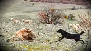 Kalabalıkta Artistlik Yapan Alfa Köpek Tek Kalınca Bakın Ne Oldu.