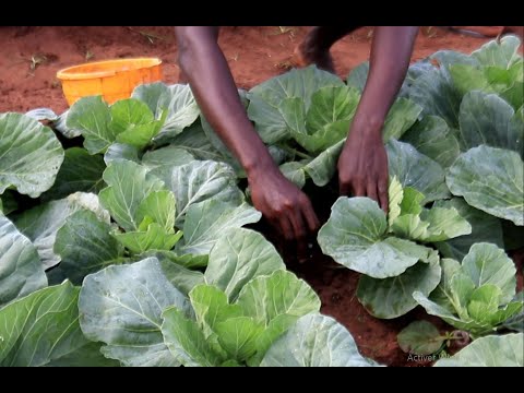 Vidéo: Besoins d'engrais pour le chou - Fertiliser le chou dans le jardin