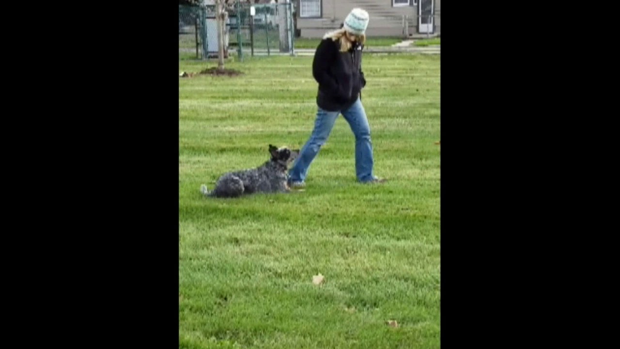 k9 heights dog training