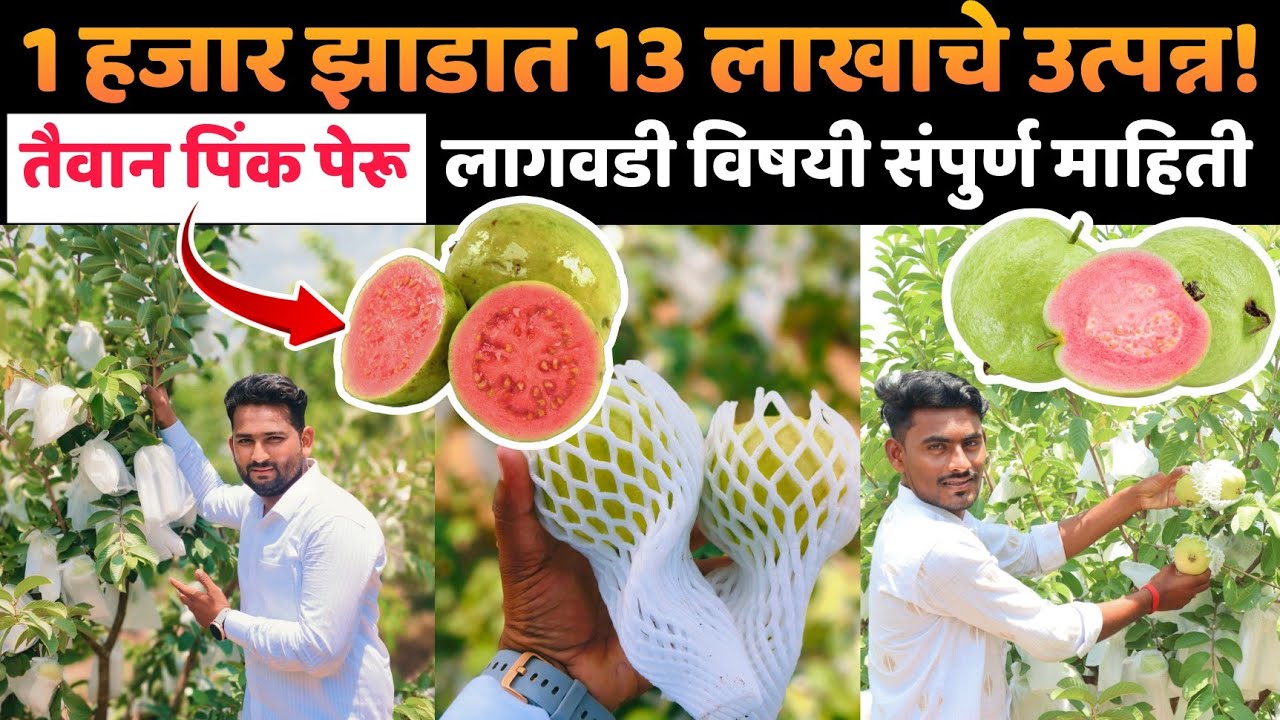 🔶तैवान पिंक पेरू।1 हजार झाडात 13 लाखाचे उत्पन्न! पेरू लागवडी विषयी संपूर्ण माहिती।