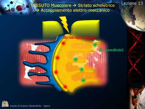 Istologia - Lezione 13:  Muscolare pt. 1