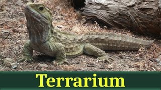 Гаттерия, или туатара (лат. Sphenodon punctatus) Гаттерия, или туатара (лат. Sphenodon punctatus)