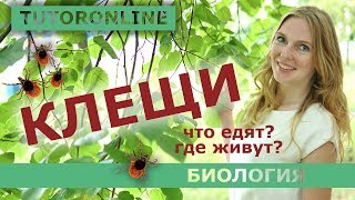 Биология | Клещи. Что едят? Где живут?