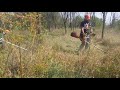 Stihl fs 560 destroy husqvarna 555???watch this🥶🥶