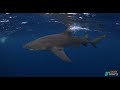 We Are Shark Tours(Florida)              Short Film ( @WildlifeWithRyan 2022 )