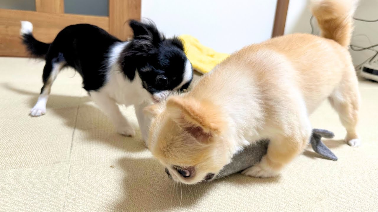 久しぶりにおもちゃを買ったら争奪戦が始まりました