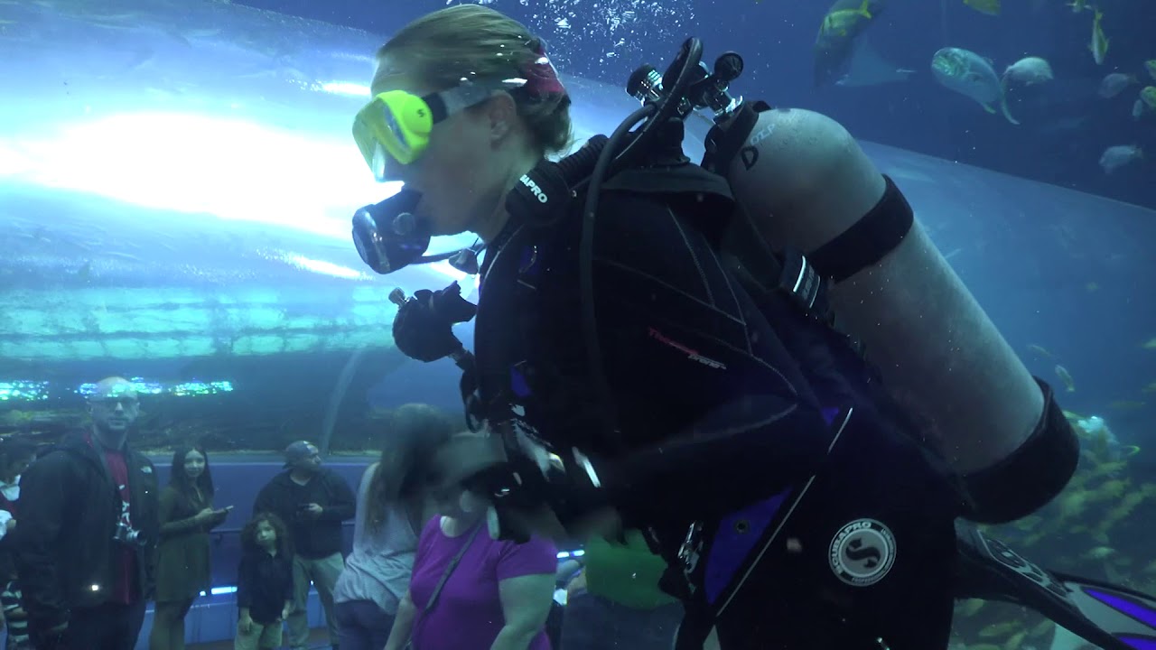 Diving Aquarium 1092017 YouTube