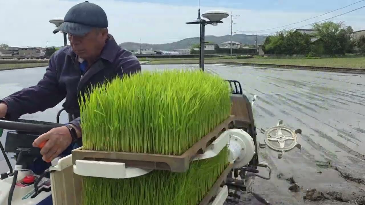 田植えが終わりました