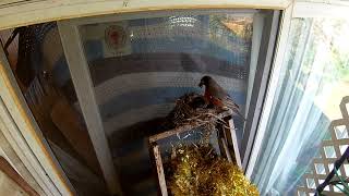 Mama Robin built a nest on my porch.