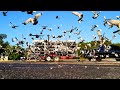 Professional Pigeon Racing (Texas Country Reporter)