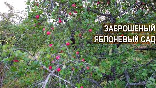 Антоновка и Штрифель Старые яблони в заброшенном саду