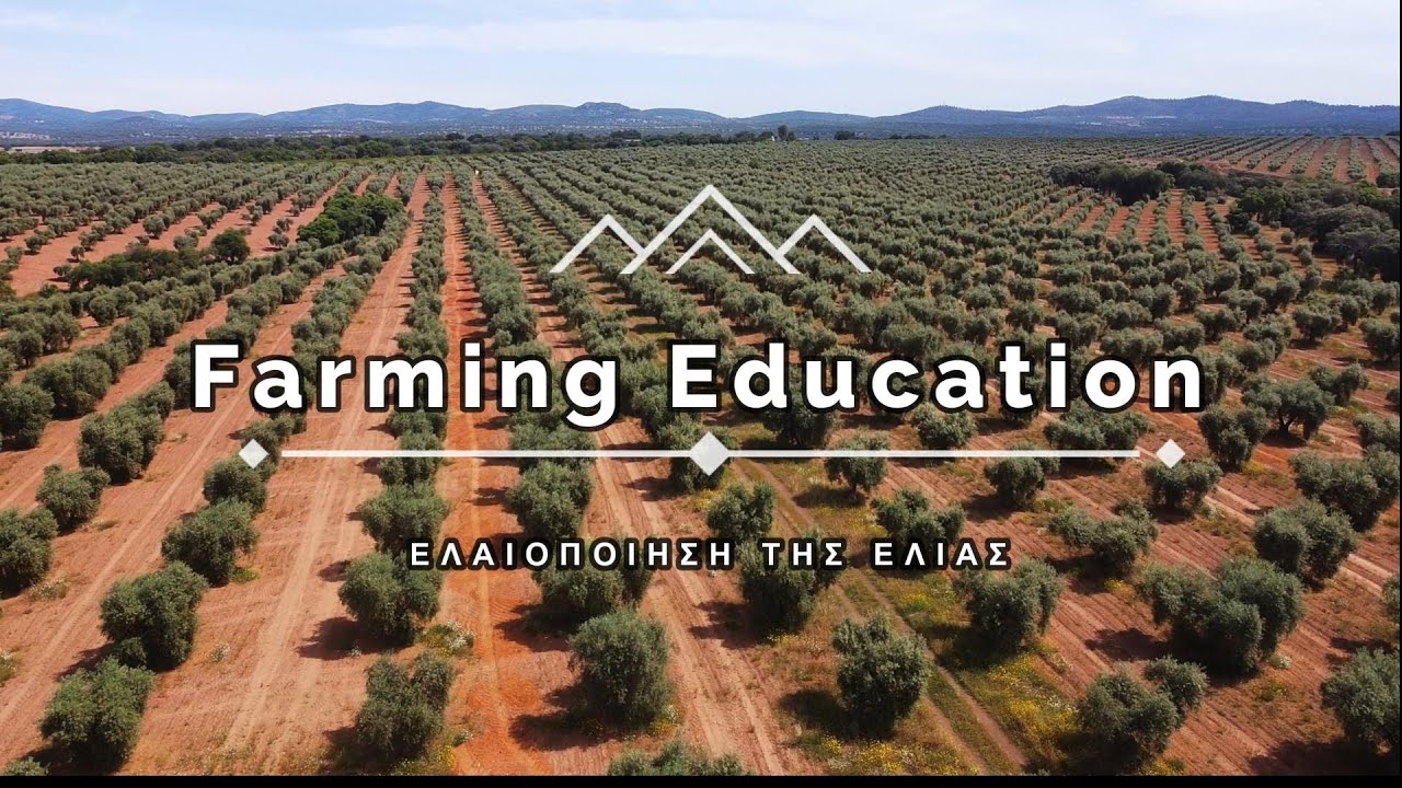 Ψέκασμα ελιάς τον μήνα Σεπτέμβριο. Πως να αυξήσουμε το ποσοτό ελαιοποίησης της ελιας.