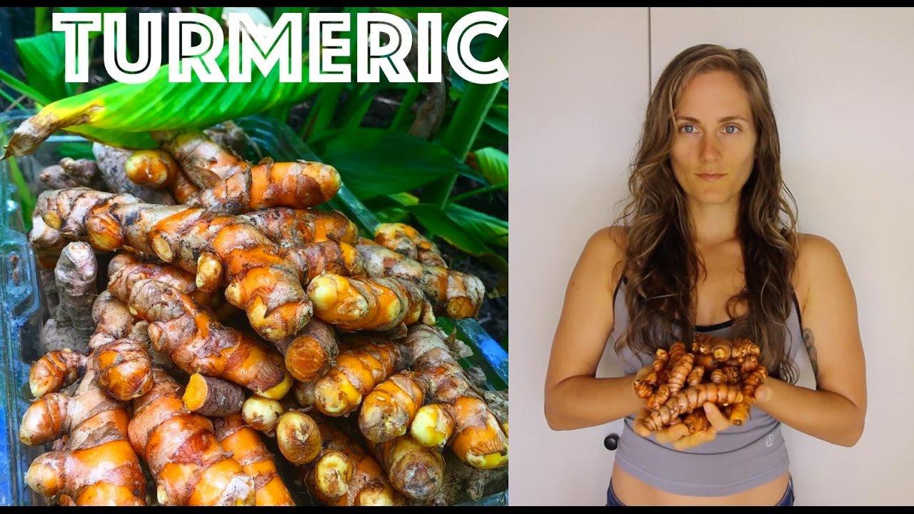 Optimizing Turmeric Absorption & Lasting Power