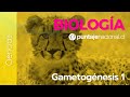 PAES | Biología | Gametogénesis 1