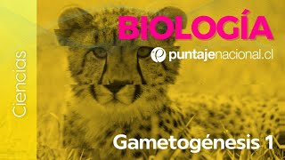 PAES | Biología | Gametogénesis 1