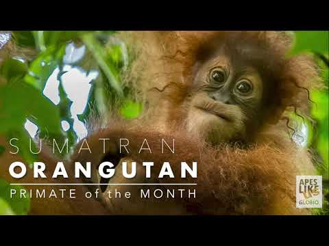 Video: Orangutan Sumatran: përshkrim dhe foto