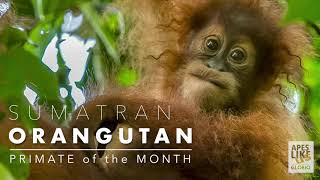 SUMATRAN ORANGUTAN: PRIMATE of the MONTH by Apes Like Us 12,833 views 3 years ago 3 minutes, 47 seconds