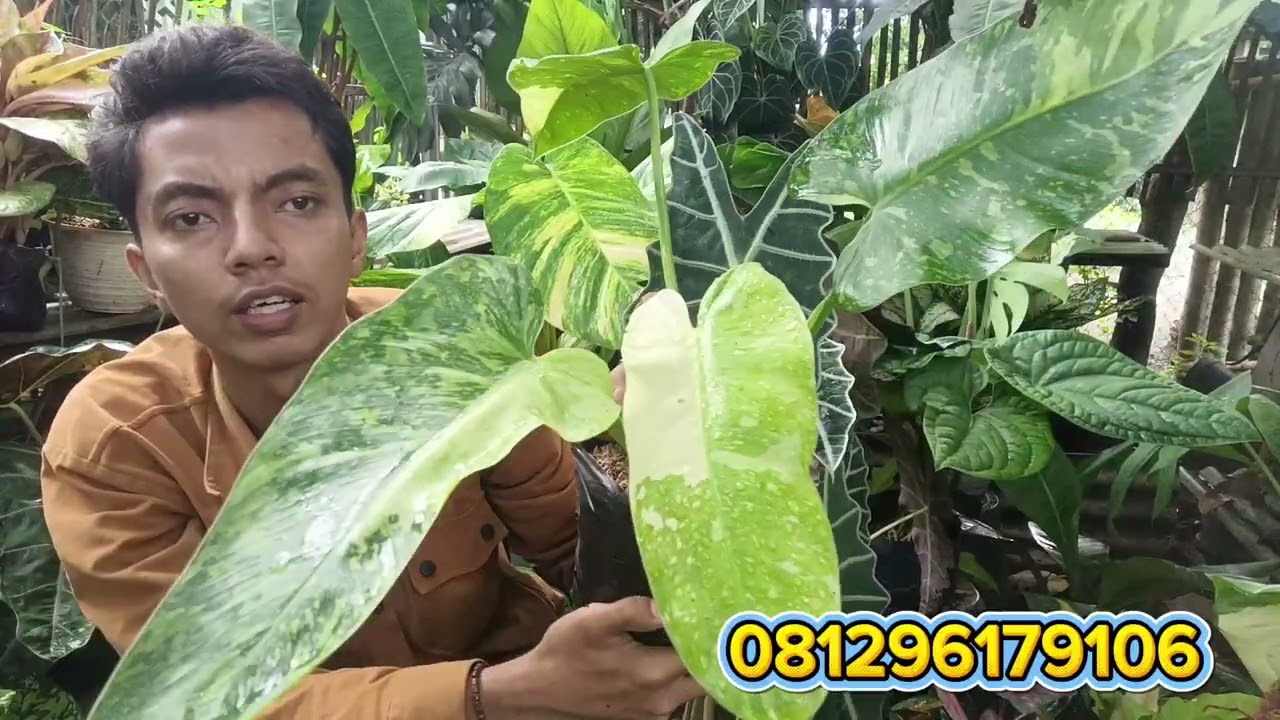 PROMO BUNGA HIAS MURAH BISA COD