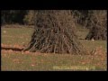 WILD RED-LEGGED PARTRIDGE, HUNTING AND SHOOTING IN SPAIN
