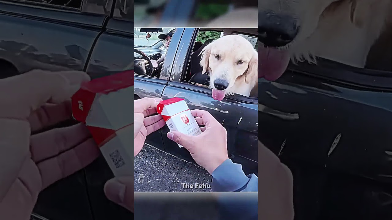 Biker🏍️: * SHAKE ON IT, BUDDY!* 🐶