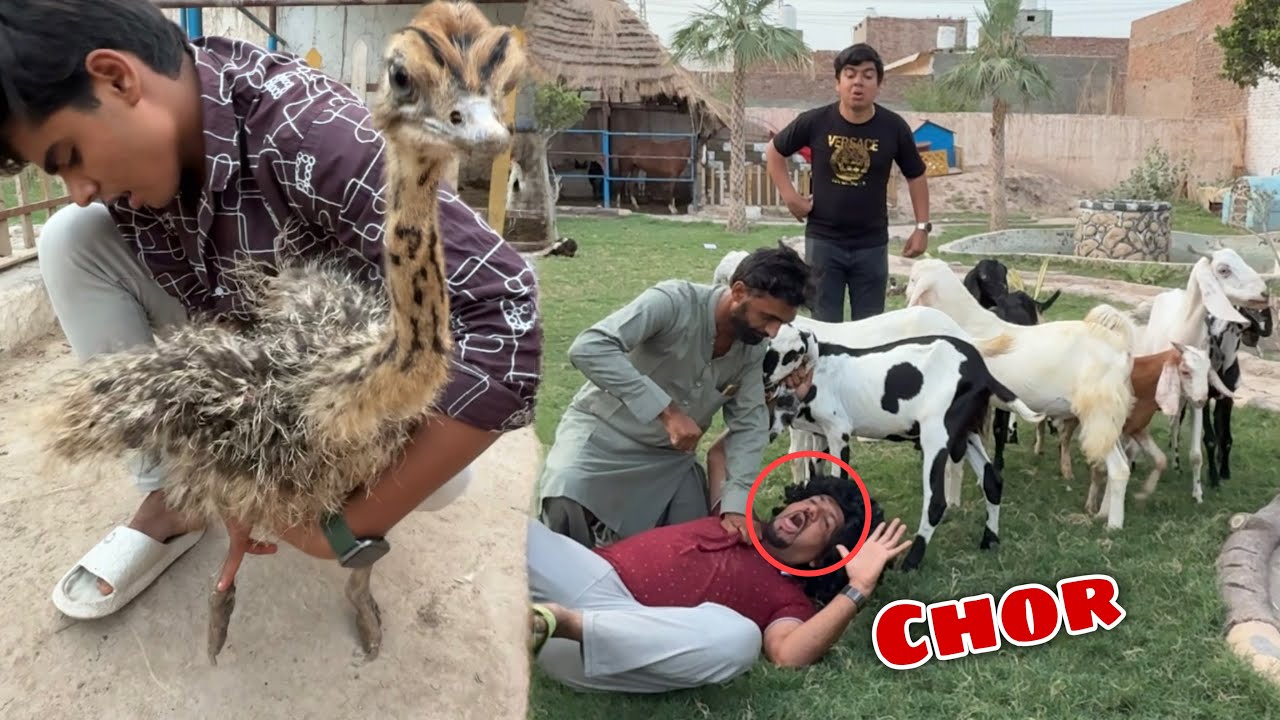 Mamu Chori Kr Ka Agea 🥲