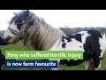 Pony who suffered horrific injury is now farm favourite