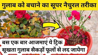 Rose Plant Growing Tips.How to save rose plant. Rose Plant Care.ROSE.Gulab.गुलाब की देखभाल कैसे करें