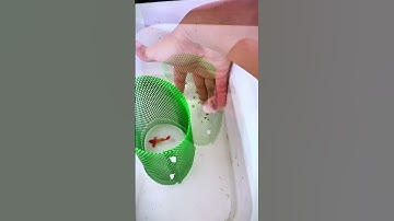 Cách Hạn Chế Cá Bảy Màu Khó Đẻ. #shorts #ca7mau #guppy #koi #guppyfish