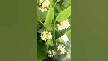 "تلاوة تجعلك تشعر بقرب الله - الشيخ إدريس أبكر 🌿"