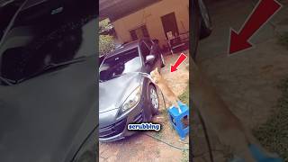 The Truth Behind The Busy Cat