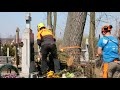 Зрізання дерева на цвинтарі/кладовищі, секційне видалення із завішуванням, послуги арбористів