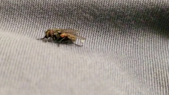 Fly poop
