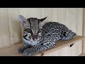 ocelot/Estrus