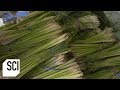 Lemongrass Oil | How It's Made