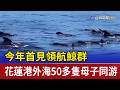 今年首見領航鯨群 花蓮港外海50多隻母子同游