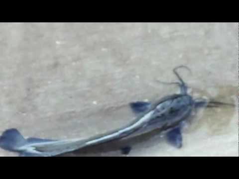 Video Walking catfish pictures