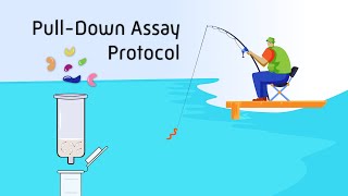 Pull-Down Assay Protocol