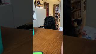 My dog Frankie talking in “hoomin”