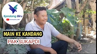 Main ke kandang pak sukapdi pedagang ayam Bangkok pasar - kandang biru ABG 